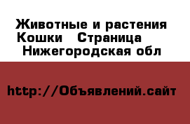 Животные и растения Кошки - Страница 12 . Нижегородская обл.